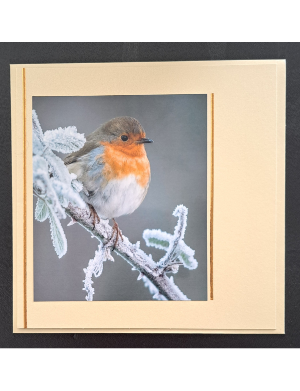 Natuur ansichtkaart - Roodborstje op tak / winter - vierkant crème