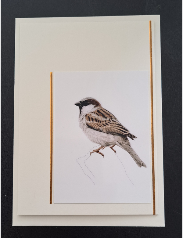 Natuur ansichtkaart - Mus getekend - ivoor