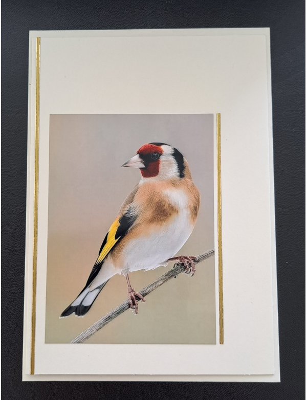 Natuur ansichtkaart - Puttertje op tak - ivoor