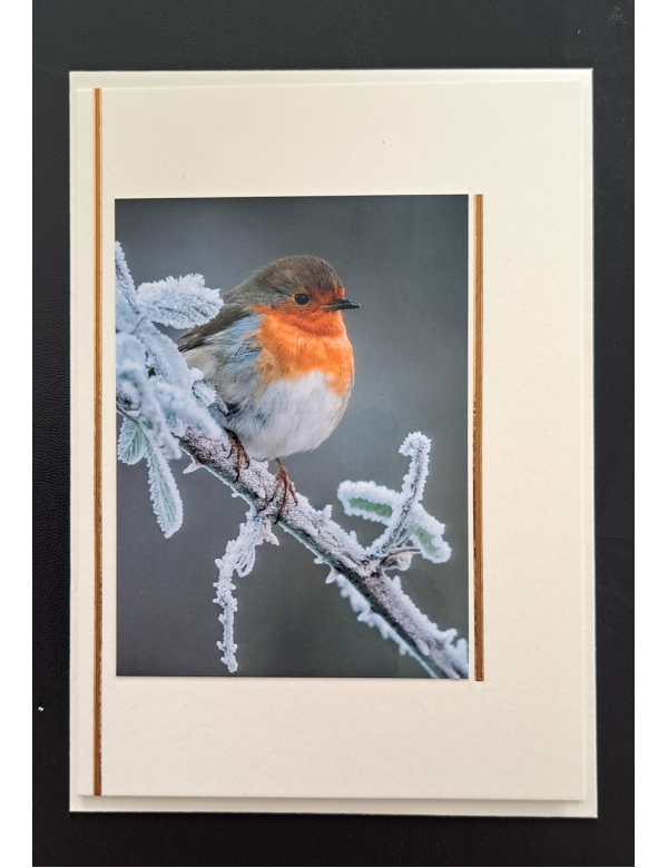 Natuur ansichtkaart - Roodborstje op tak / winter - ivoor