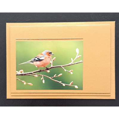 Natuur ansichtkaart - vink op bloesemtak -  goud