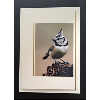 Natuur ansichtkaart - Kuifmees op hout - ivoor